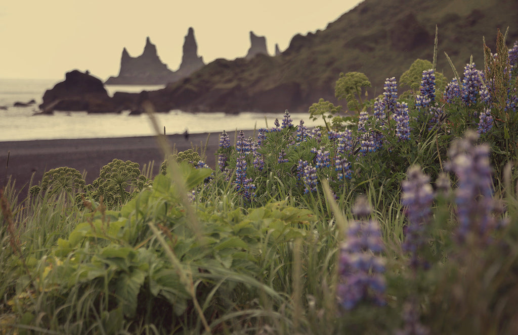 Nature Composed Goes to the Land of Fire and Ice: Reflections on a Destination Wedding in Iceland