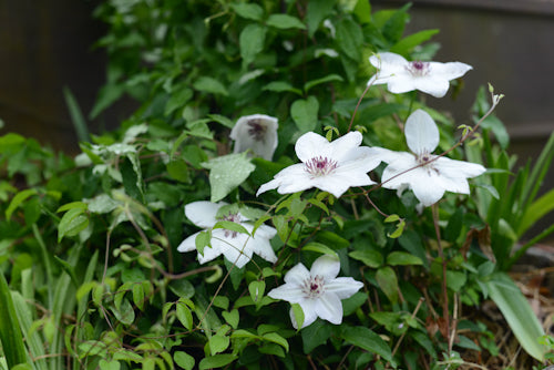FROM THE GARDEN: Spring things