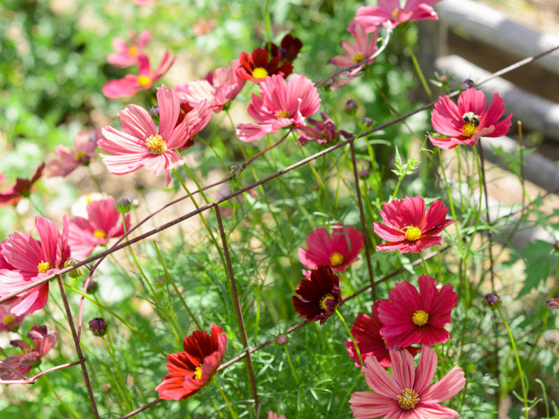 FROM THE GARDEN: Midsummer bounty
