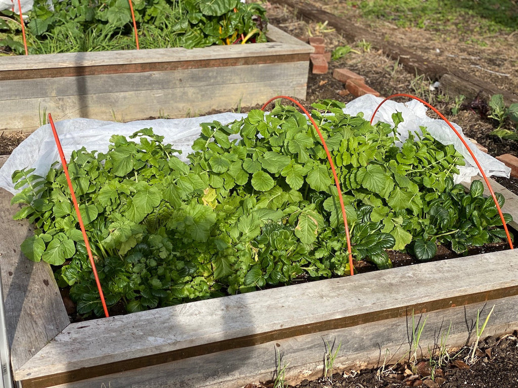 Jenn’s Journal: Cold Winter Gardening: The Sweetest Season