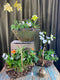 Blooming Baskets