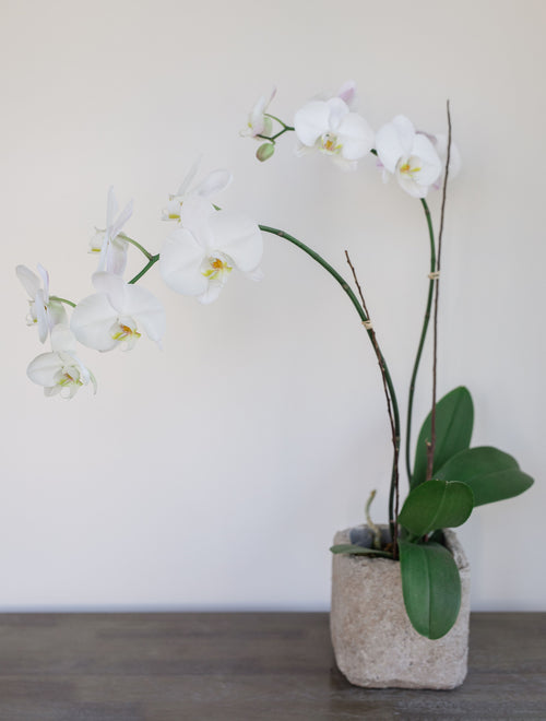 Potted Orchid