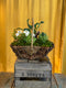 Edible Garden Basket