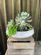 Succulent Gardens