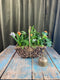 Blooming Baskets