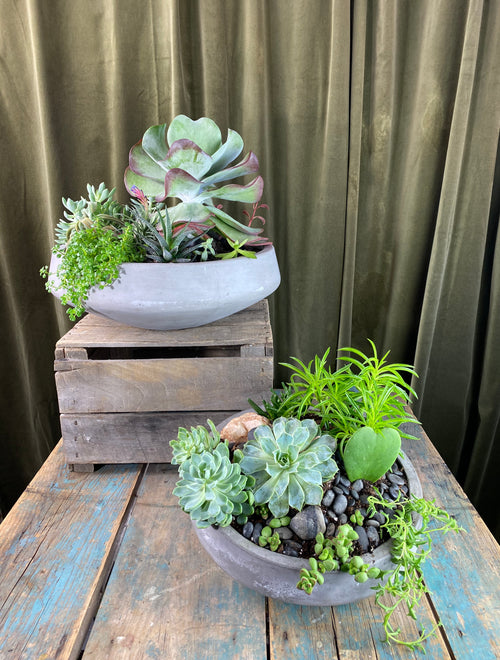 Succulent Gardens