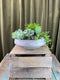 Succulent Gardens